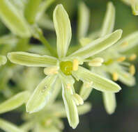 Image of Pyrenees star of Bethlehem