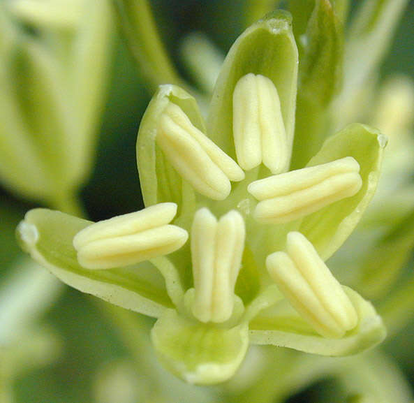 Image of Pyrenees star of Bethlehem