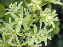 Image of Pyrenees star of Bethlehem