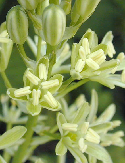 Image of Pyrenees star of Bethlehem