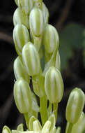 Image of Pyrenees star of Bethlehem