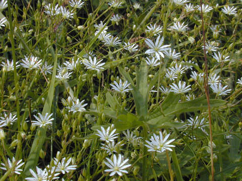 Image of common starwort