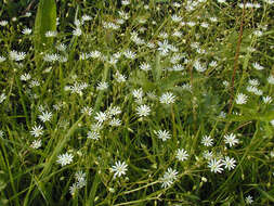 Image of common starwort