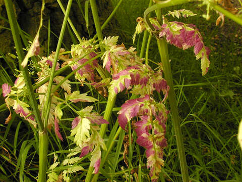 Image of Cow Parsley