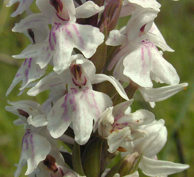 Image of Common spotted orchid