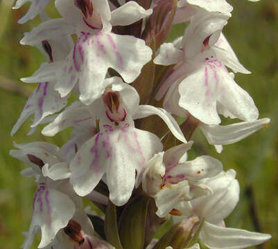 Image of Common spotted orchid