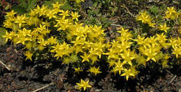 Image of Biting Stonecrop