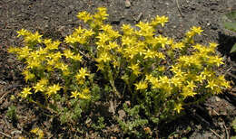 Image of Biting Stonecrop