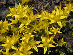 Image of Biting Stonecrop