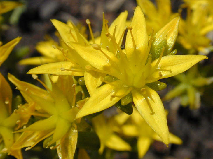 Image of Biting Stonecrop