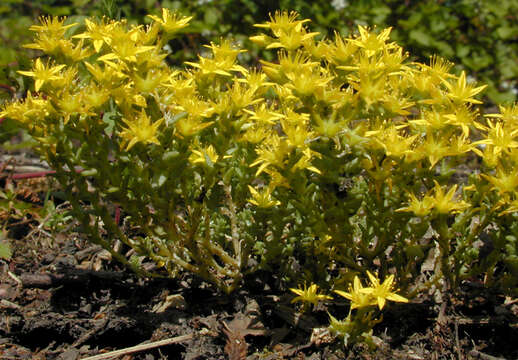 Image of Biting Stonecrop