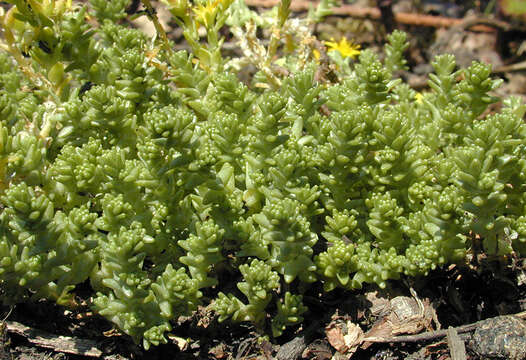 Image of Biting Stonecrop