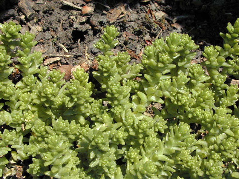 Image of Biting Stonecrop