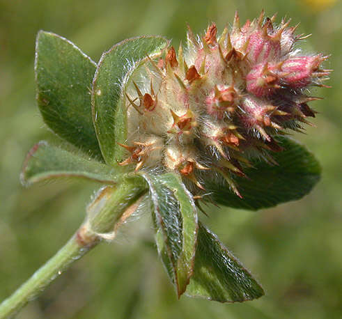 Image of knotted clover