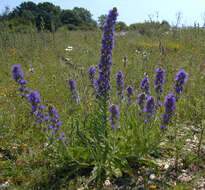 Image of blueweed