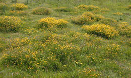 Imagem de Lotus corniculatus L.