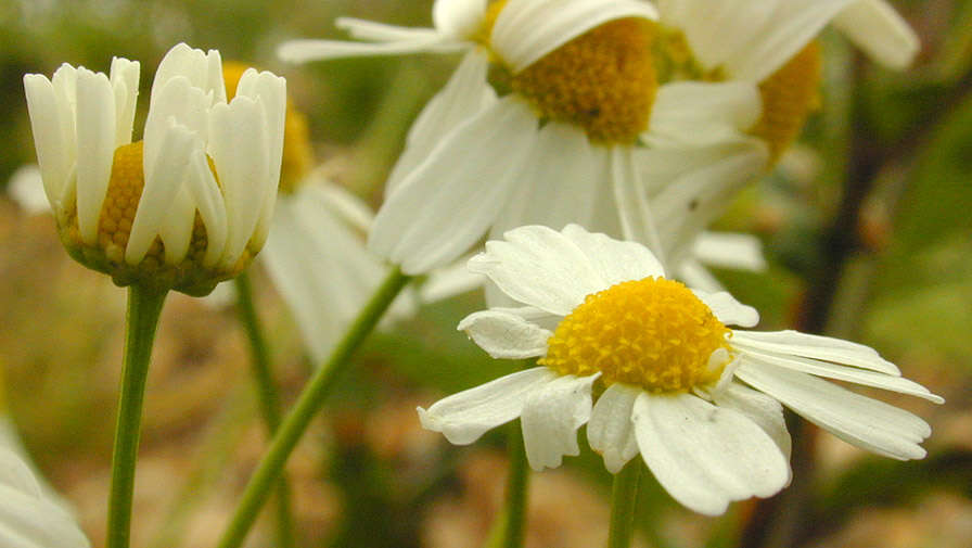 Image of False chamomile