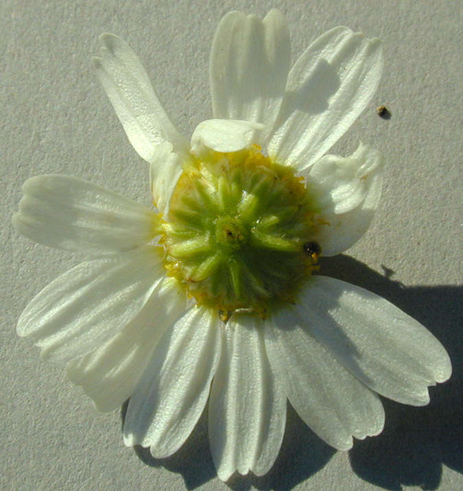 Image of False chamomile