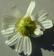 Image of False chamomile