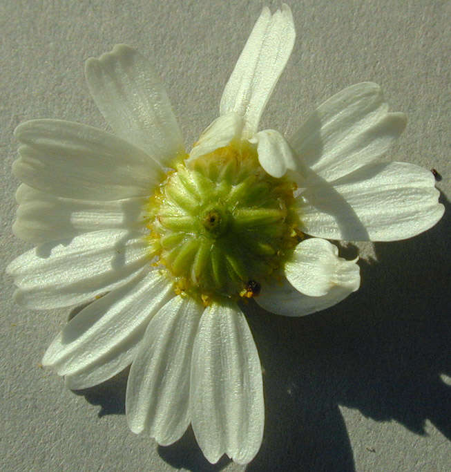 Image of False chamomile