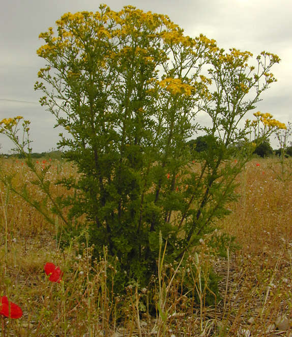 Image de Jacobaea vulgaris Gaertn.