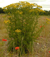 Image de Jacobaea vulgaris Gaertn.