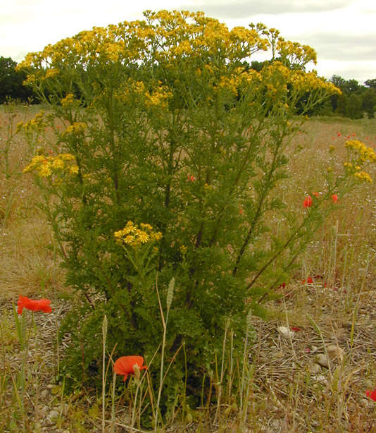 Image de Jacobaea vulgaris Gaertn.