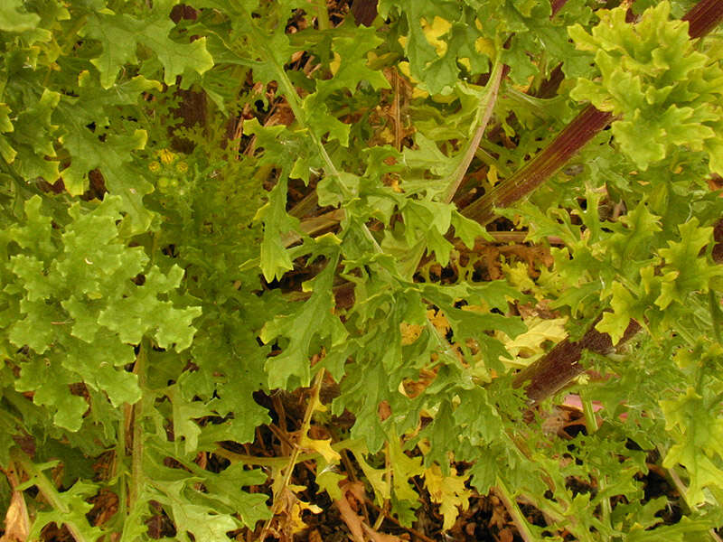 Image de Jacobaea vulgaris Gaertn.