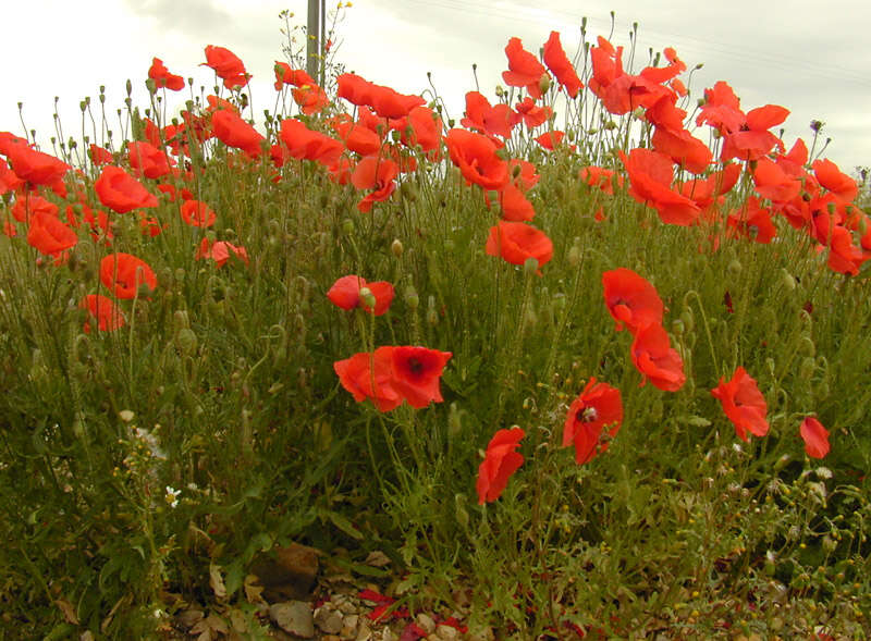 Image of corn poppy