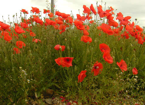 Image of corn poppy