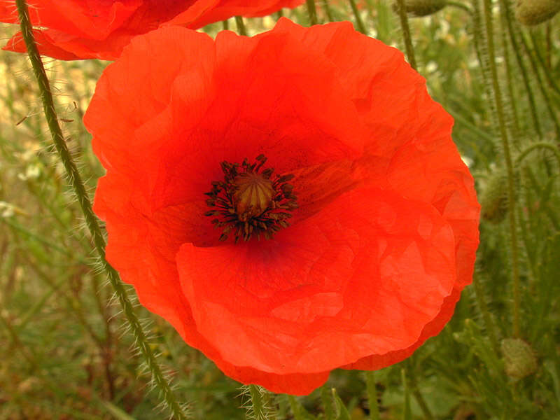 Image of corn poppy