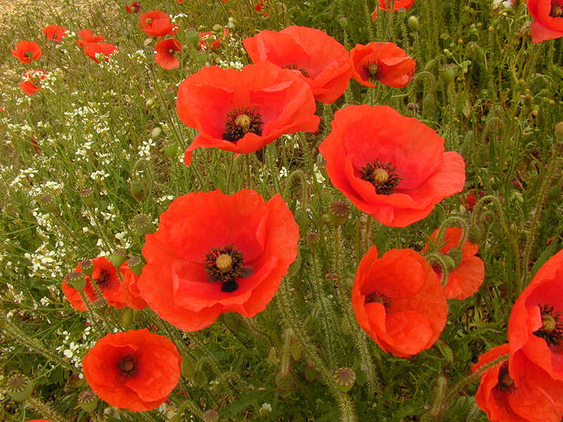 Image of corn poppy