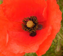 Image of corn poppy