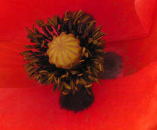 Image of corn poppy