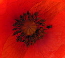 Image of corn poppy