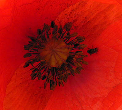 Image of corn poppy