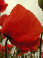 Image of corn poppy