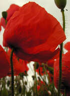 Image of corn poppy