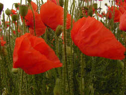 Image of corn poppy