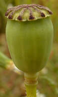Image of corn poppy