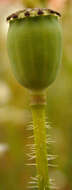 Image of corn poppy