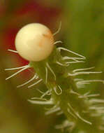 Image of corn poppy