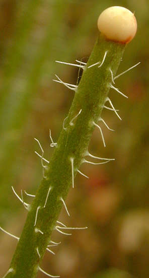 Image of corn poppy