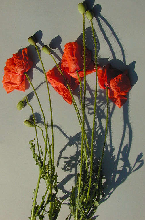 Image of corn poppy