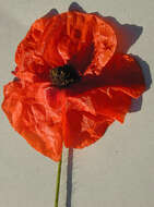 Image of corn poppy