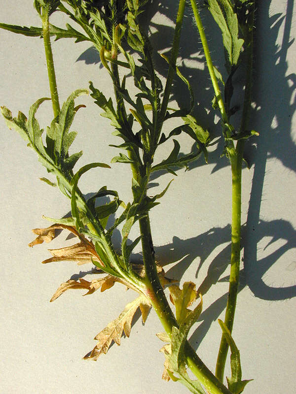 Image of corn poppy