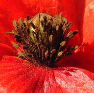 Image de Coquelicot