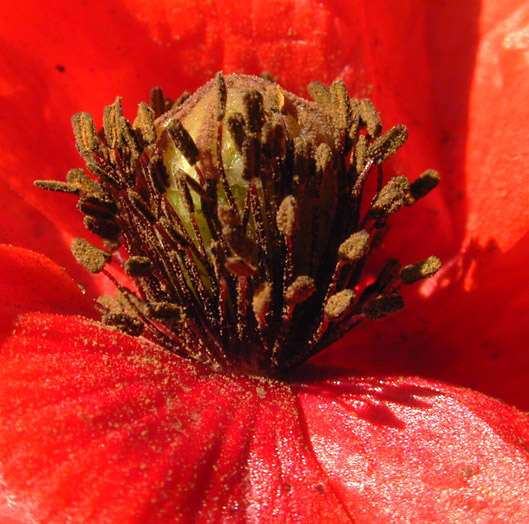 Image of corn poppy