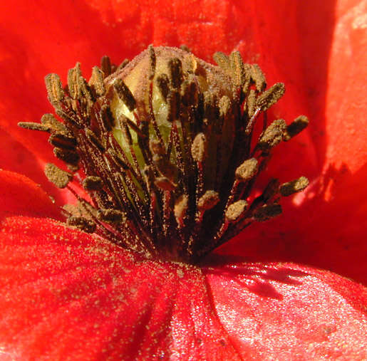 Image of corn poppy