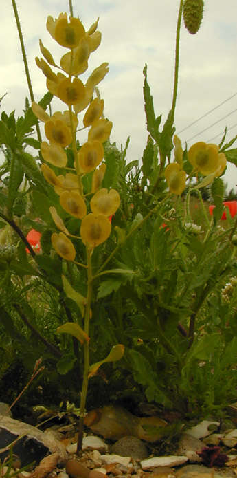 Image of field pennycress